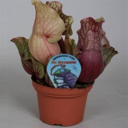 Sarracenia clementina h30-p12