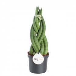 Sansevieria cylindrica...