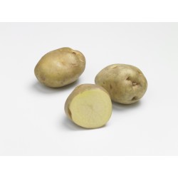 PLANTÉO Pomme de terre...