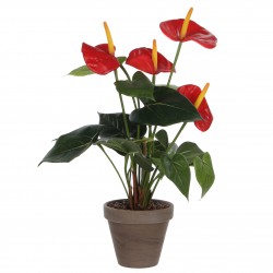 Anthurium En Pot Stan Gris...