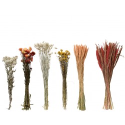 Botte De Fleurs Séchées...