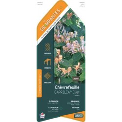 LONICERA Caprilia® 'Ever'...
