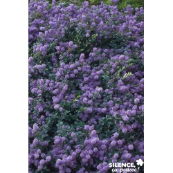 Ceanothus Prostratus Tfe-C4.5L