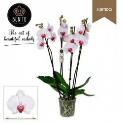 Phalaenopsis x denver...