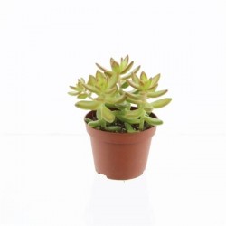 Sedum adolphii h15-p10.5