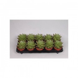 Echeveria lipstick p10
