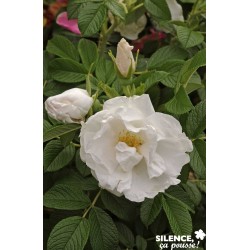 Rosier Rugosa Dame Blc...