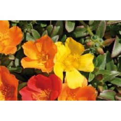 Portulaca grandiflora...