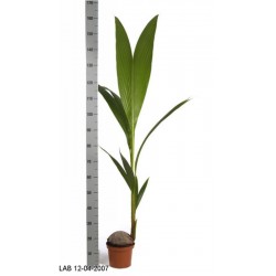 Cocos nucifera h160-p19
