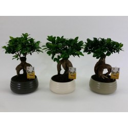 Ficus microcarpa ginseng...