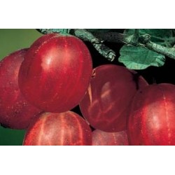 Groseillier Maquereaux...